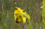 Yellow pitcherplant